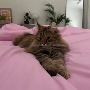 _mochihome profile picture