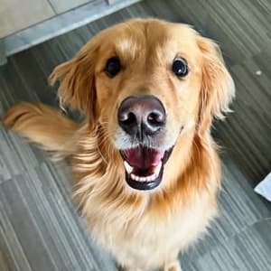 aguyandagoldenn profile picture