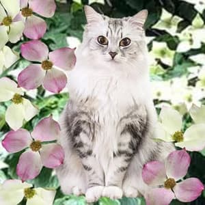 artemiswuffovna profile picture