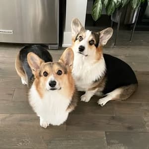 bradythecorgi profile picture