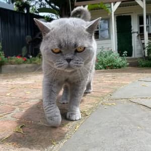 britishblue_seraphina profile picture