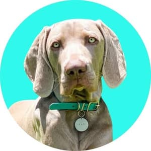 captaingus_theweimaraner profile picture