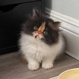 daily_carrotcake profile picture