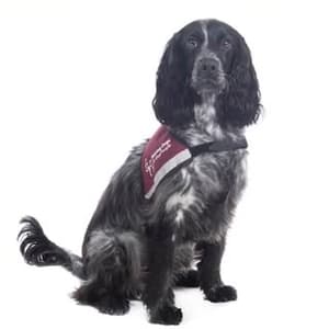 dollythehearingdog profile picture
