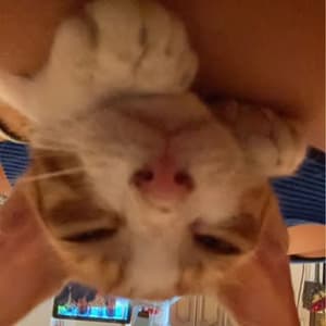 gietemuis profile picture