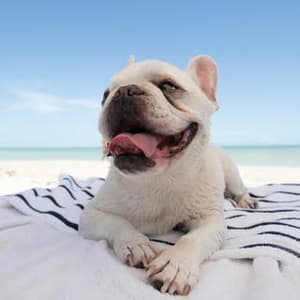 mallowfrenchie profile picture