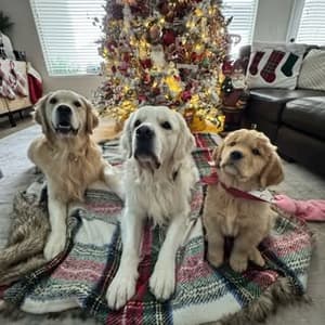 threegoldenbandits profile picture