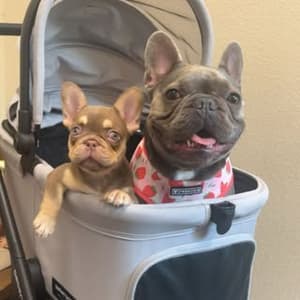 trixiethedivaofficial profile picture