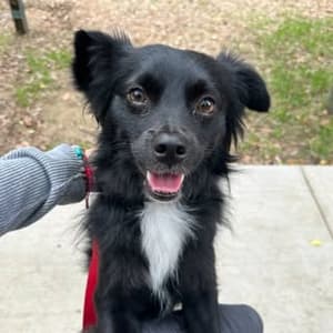 vaderthebordercollie profile picture