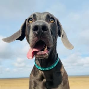 weimaraner_blue_est2020 profile picture