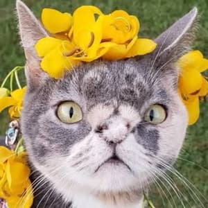 willowthebeautifulcat profile picture