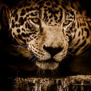 american_animals profile picture