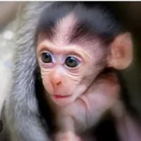 babymonkey.bonbon profile picture