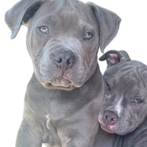 harlee_scrappy profile picture