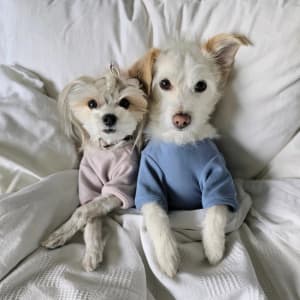 peakepups profile picture