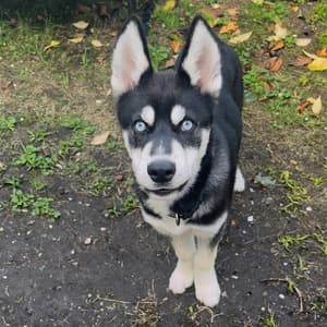 alfahusky profile picture