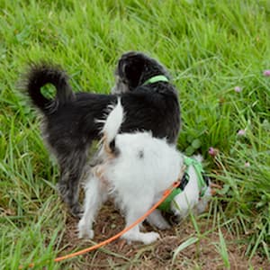 tinyterriertyranny profile picture