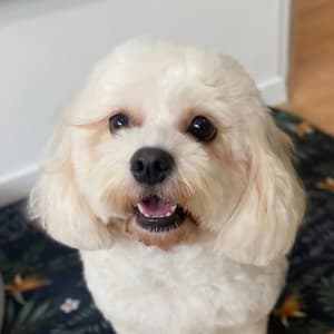 doggroomingstudio profile picture