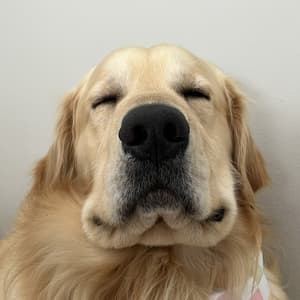 thegoldenchilidog profile picture