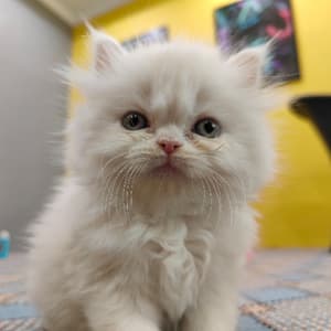 meowandsunny profile picture